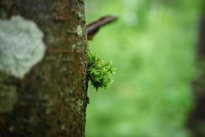 Grün klein Moos Stück wachsend auf das Baum Rinde mit verschwommen Weiß Parasit Pilz und Bokeh Hintergrund foto