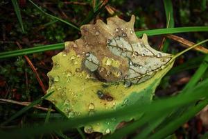 Regen Wasser Tropfen auf Espe Blatt versteckt im Grün Wald Gras auf dunkel Fußboden foto