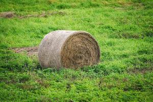 runden Heu Ballen auf Grün Gras Wiese im Sanft Sonnenlicht foto