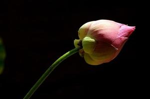 Frische Rosa Farbe Lotus Blume im schwarz Hintergrund foto