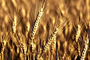 Nahansicht golden Weizen Feld, generativ ai foto