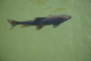 Single Fisch Schwimmen im Teich - - Aussicht von über foto