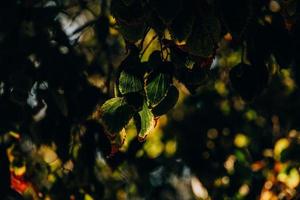 Herbst Gold braun Blätter auf ein Baum auf ein sonnig Tag mit Bokeh foto