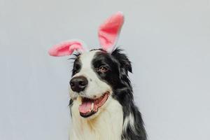 frohes ostern-konzept. Vorbereitung auf den Urlaub. süßer lustiger Hündchen-Border-Collie mit Osterhasenohren isoliert auf weißem Hintergrund. Frühlingsgrußkarte. foto