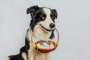 frohes ostern-konzept. Vorbereitung auf den Urlaub. niedlicher Hündchen-Border-Collie, der Korb mit bunten Ostereier im Mund hält, isoliert auf weißem Hintergrund. Frühlingsgrußkarte. foto