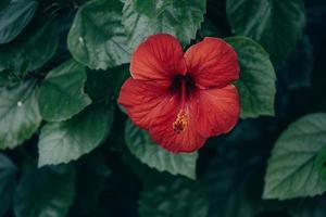 Hibiskus Blume auf ein Grün Baum im das warm Strahlen von das Sonne foto