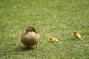 Mutter Ente und zwei Nestlinge auf Gras foto