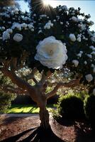 ein alt Baum im das Hof ist voll von groß und klein Weiß Blumen. generativ ai. foto