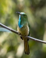 blaubärtig Bienenesser oder nyctyornis athertoni gesehen im langtong im Westen Bengalen foto