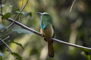 blaubärtig Bienenesser oder nyctyornis athertoni gesehen im langtong im Westen Bengalen foto