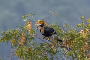 großartig Nashornvogel oder buceros Zweihorn beobachtete im langtong im Westen Bengalen, Indien foto