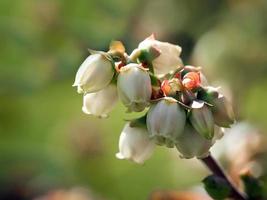 Nahaufnahme von Blaubeerblumen foto