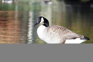 süß Wasser Vögel beim See Seite von lokal Öffentlichkeit Park foto