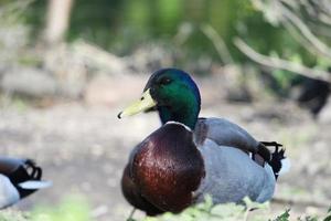 süß Wasser Vögel beim das Willen See von Öffentlichkeit Park von Milton Schlüssel Stadt von England Vereinigtes Königreich foto