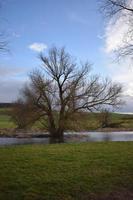 Sumpf Baum im ein See foto