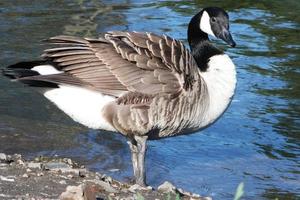 süß Wasser Vögel beim das See von Öffentlichkeit Park von Luton England Vereinigtes Königreich foto