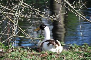 süß Wasser Vögel beim das See von Öffentlichkeit Park von Luton England Vereinigtes Königreich foto