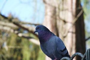 süß Taube im das lokal Öffentlichkeit Park von Luton Stadt, Dorf von England Vereinigtes Königreich foto