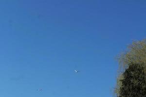 süß Wasser Vögel beim das See von Öffentlichkeit Park von Luton England Vereinigtes Königreich foto