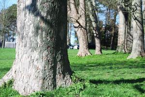 niedrig Winkel Aussicht von lokal Öffentlichkeit Park von Luton Stadt, Dorf von England foto