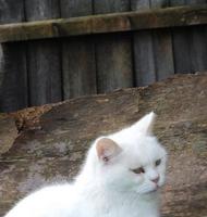 süß Katze ist posieren beim Zuhause Garten foto