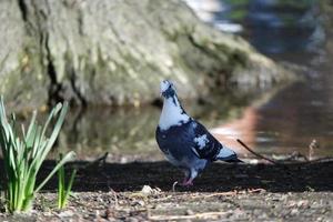 süß Wasser Vögel beim das See von Öffentlichkeit Park von Luton England Vereinigtes Königreich foto