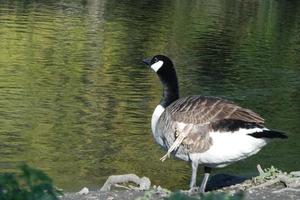 süß Wasser Vögel beim das See von Öffentlichkeit Park von Luton England Vereinigtes Königreich foto