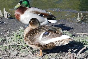 süß Wasser Vögel beim das See von Öffentlichkeit Park von Luton England Vereinigtes Königreich foto