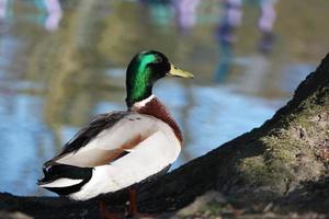 süß Wasser Vögel beim See Seite von lokal Öffentlichkeit Park foto