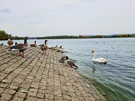 süß Wasser Vögel beim das Willen See von Öffentlichkeit Park von Milton Schlüssel Stadt von England Vereinigtes Königreich foto