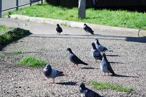süß Taube im das lokal Öffentlichkeit Park von Luton Stadt, Dorf von England Vereinigtes Königreich foto
