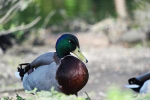 süß Wasser Vögel beim das See von Öffentlichkeit Park von Luton England Vereinigtes Königreich foto