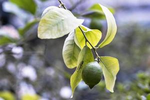 frische grüne Zitronenlimetten am Baum im Bio-Garten foto