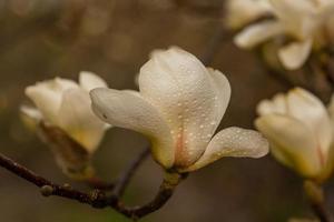 Makro einer schönen Magnolienknospe foto