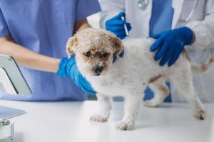 Tierarzt Prüfung Hund und Katze. Hündchen und Kätzchen beim Tierarzt Arzt. Tier Klinik. Haustier prüfen oben und Impfung. Gesundheit Pflege. foto