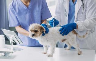 Tierarzt Prüfung Hund und Katze. Hündchen und Kätzchen beim Tierarzt Arzt. Tier Klinik. Haustier prüfen oben und Impfung. Gesundheit Pflege. foto