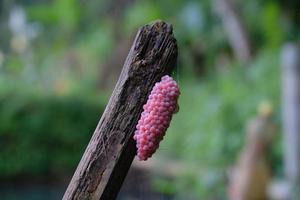 Reis Feld golden Schnecke Ei befestigt zu ein Stück von Bambus foto