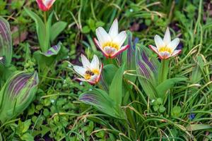 schließen oben Schuss von ein Gruppe von rosig rot mit Weiß Ränder auf das außen, Schneewittchen Tulpe auf das Innerhalb Bildung ein Star im Sonnenlicht Tulpe clusiana. foto