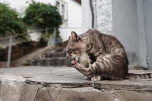 ein entdeckt Straße Katze Lecken es ist Hinter paw.gurzuf Katzen foto