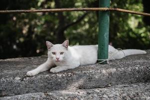 ein Weiß Straße Katze Lügen auf ein Beton Platte. gurzuf Katzen foto