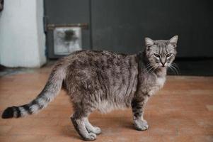 ein entdeckt Straße Katze Sitzung beim das Eingang Tür. gurzuf Katzen foto