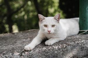 ein Weiß Straße Katze Lügen auf ein Beton Platte. gurzuf Katzen foto