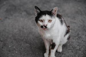 ein schwarz und Weiß Straße Katze Sitzung auf ein Pfad auf das Boden. gurzuf Katzen foto