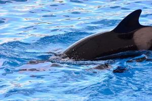 ein Orca im das Wasser foto