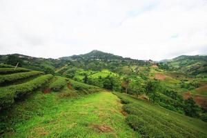 Tee Plantage im Sonnenaufgang auf das Berg und Wald im Regen Jahreszeit ist sehr schön Aussicht im Chiang Rai Provinz, Thailand. foto