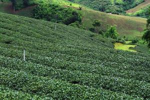 Tee Plantage im Sonnenaufgang auf das Berg und Wald im Regen Jahreszeit ist sehr schön Aussicht im Chiang Rai Provinz, Thailand. foto