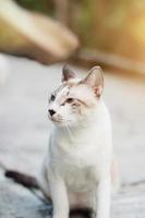 grau gestreift Katze genießen mit schön Blumen im Garten foto