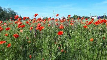 Land Landschaft. Mohn Feld mit rot Mohnblumen auf das Hintergrund von Dorf Häuser foto