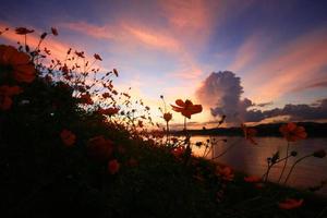 schön Silhouette von Schwefel Kosmos oder Gelb Kosmos Blumen Feld im Dämmerung Sonnenuntergang in der Nähe von Flussufer. foto