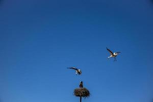 kostenlos Vögel Störche auf ein Hintergrund von das Blau Himmel im Flug Kampf zum Gniazo im das Frühling foto